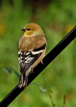 goldfinch bird louisiana