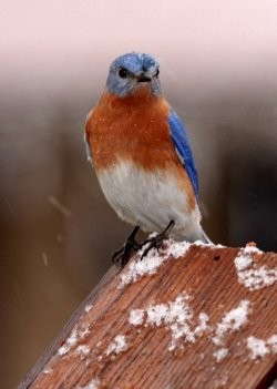 bluebird louisiana