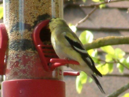 american goldfinch photo