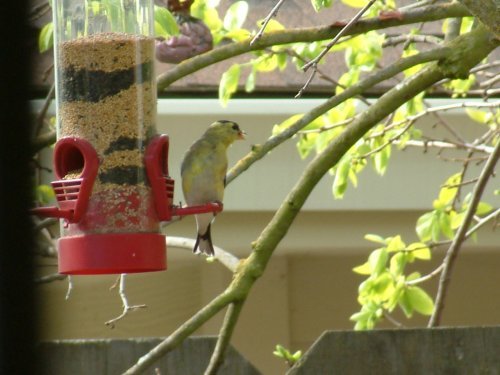 american goldfinch picture