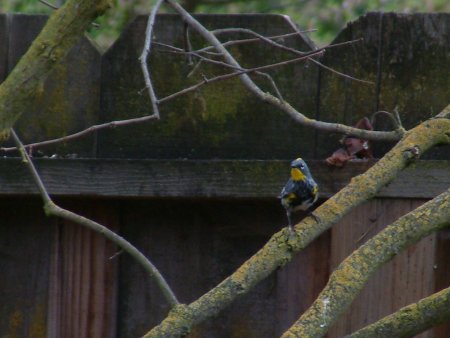 yellow rumped, audubon's warbler Photo 1