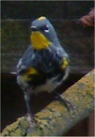 yellow-rumped audubon's warbler