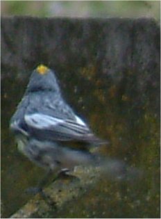 yellow-rumped audubon's warbler