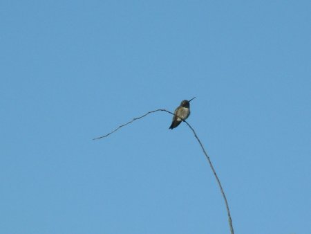 humminbird Photo 1