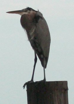 blue heron louisiana