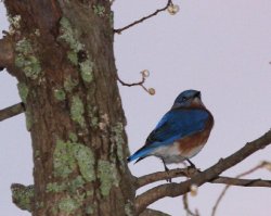 bluebird louisiana