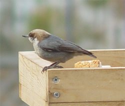 photo brown-headed nuthatch