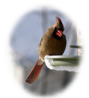 female cardinal bird picture