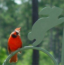 Jacksonville, North Carolina, wild bird pictures ...