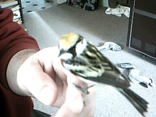 chestnut sided warbler picture
