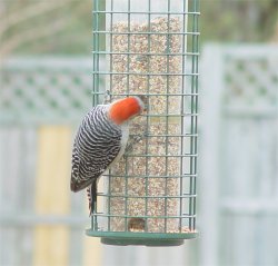 photo female red-bellied woodpecker