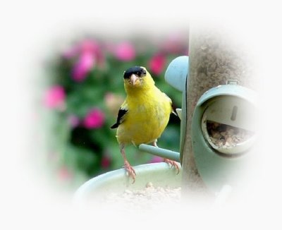 goldfinch bird picture