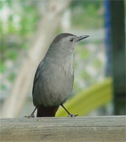 gray catbird photo