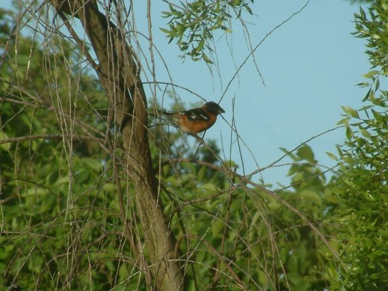 grosbeak