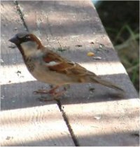 house sparrow