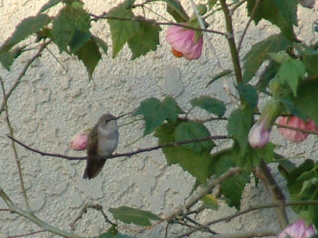 pic 2: hummingbird