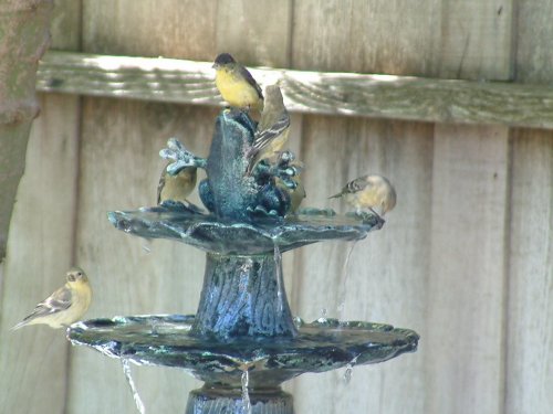 lesser goldfinch photo