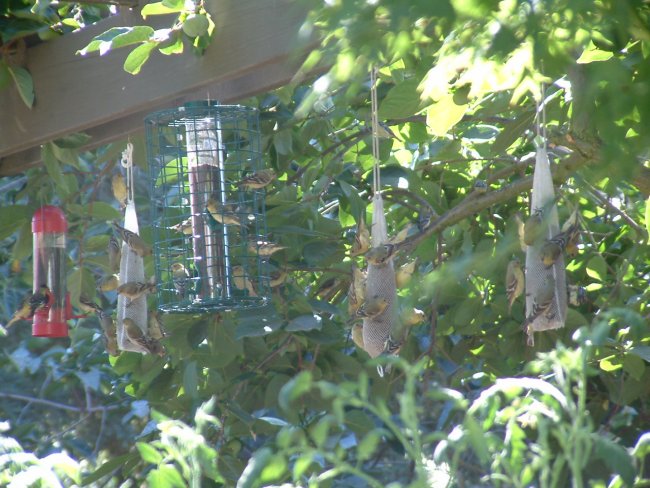 lots of lesser goldfinch