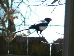 magpie photo