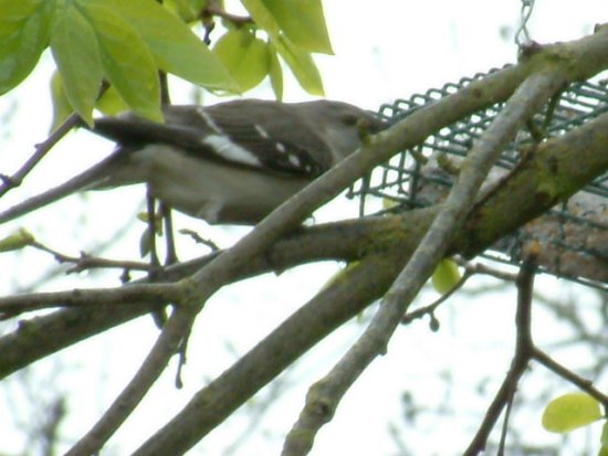 northern mockingbird eating suet photo