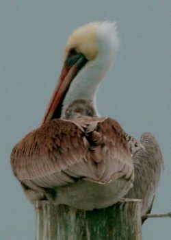photo pelican and baby