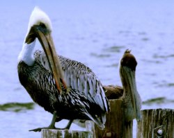 photo pelicans