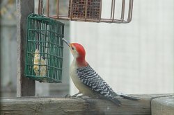 red-bellied woodpecker male