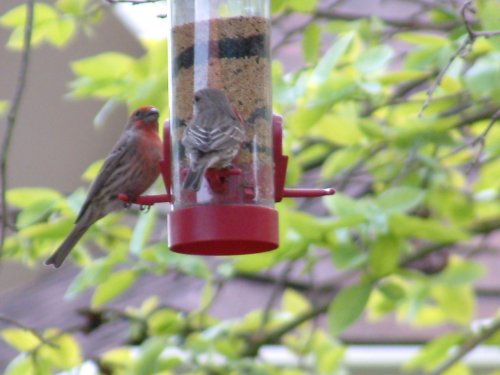 red finch photo