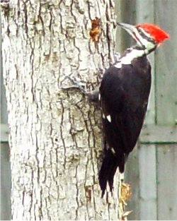 red pileated woodpecker