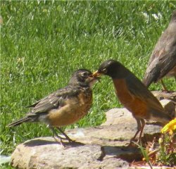 robin feeding