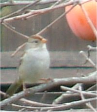 sparrow bird picture