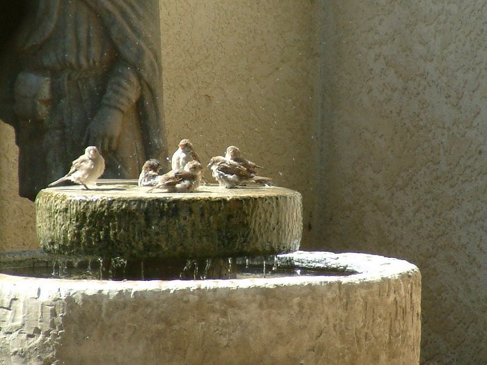 photo of house sparrows