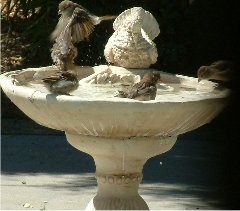 sparrows, bird picture