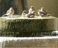 sparrow birds picture