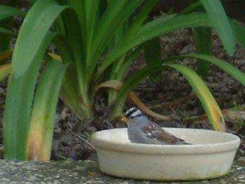 photo 2: white crowned sparrow side view
