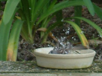 photo 3: white crowned sparrow under water