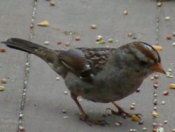 white crowned sparrow pic