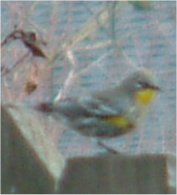 yellow bird picture