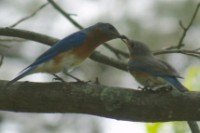 bluebird feeding