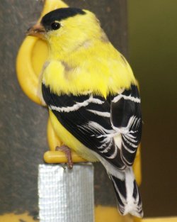 Fayetteville, North Carolina, bird pictures - Backyard ...